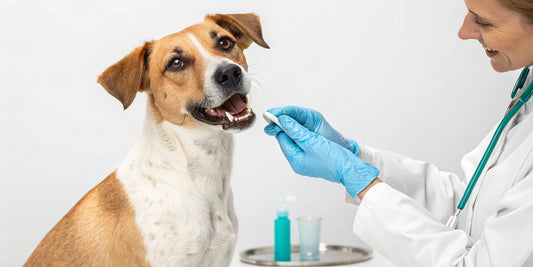 Veterinarian examines a dog's teeth to answer: are dental chews effective for dogs.