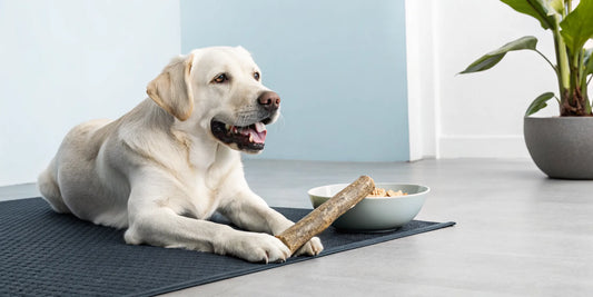 A dog chewing a bone, an activity that can be good or bad for a dog's health.